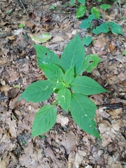 Impatiens parviflora