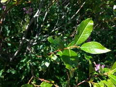 Salix