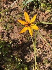Pauridia linearis