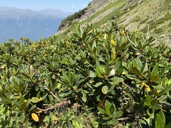 Rhododendron caucasicum