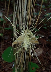 Akanthomyces tuberculatus