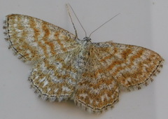 Scopula immorata
