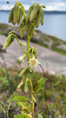 Nabalus trifoliolatus