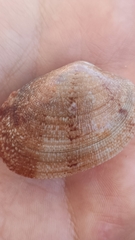 Ruditapes decussatus