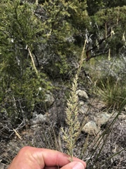 Calamagrostis ophitidis