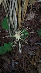 Akanthomyces tuberculatus