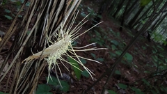 Akanthomyces tuberculatus