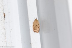 Machimia tentoriferella