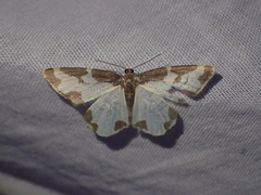 Lomaspilis marginata