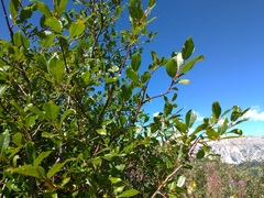 Salix