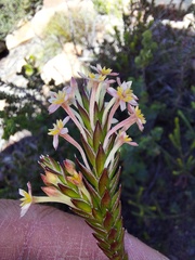 Struthiola