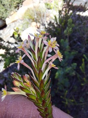 Struthiola