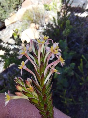 Struthiola