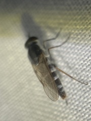 Ozodiceromyia
