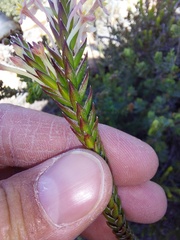 Struthiola