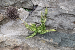 Asplenium trichomanes