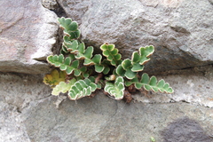 Asplenium ceterach image