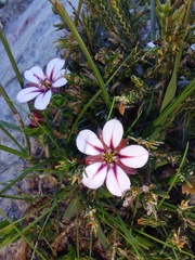 Adenandra