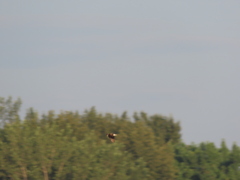 Stelgidopteryx serripennis serripennis