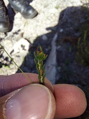 Adenandra