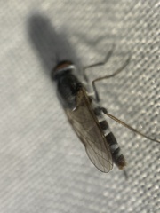 Ozodiceromyia