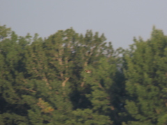 Stelgidopteryx serripennis serripennis