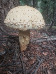Pholiota squarrosa