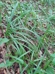 Carex pilosa