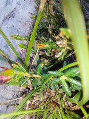 Adenandra
