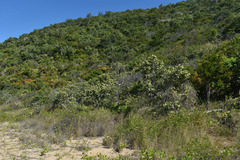 Melaleuca viridiflora