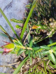Adenandra