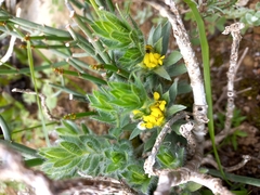 Xiphotheca lanceolata