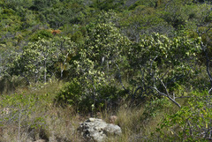 Melaleuca viridiflora