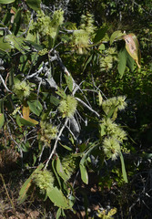 Melaleuca viridiflora