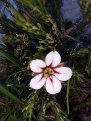 Adenandra