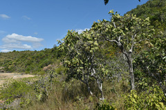 Melaleuca viridiflora