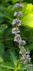 Mentha longifolia