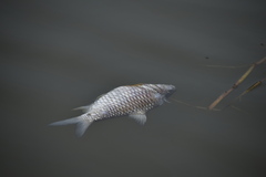 Barbonymus gonionotus