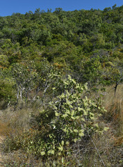 Melaleuca viridiflora