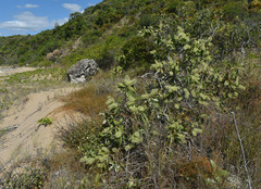 Melaleuca viridiflora