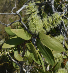 Melaleuca viridiflora