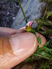 Adenandra