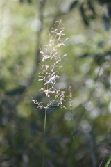 Poa trivialis