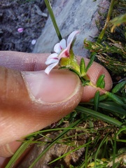 Adenandra