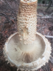 Pholiota squarrosa