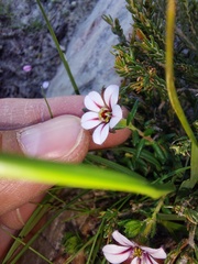 Adenandra
