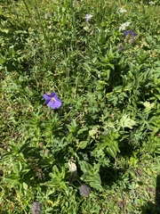 Geranium gymnocaulon