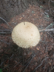Pholiota squarrosa