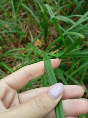 Carex pilosa