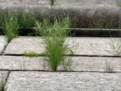 Equisetum